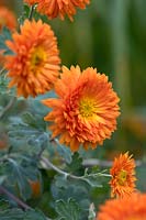 Chrysanthemum 'Paul Boissier'