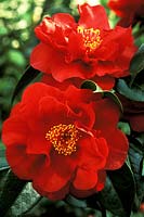 Camellia japonica 'Bob Hope', close-up of flowers 