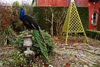 Peacock on stone urn, in spring garden with trellis obelisk. 