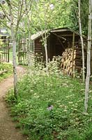 Town garden with woodland area, path through group of betula - birch, wild flowers, log pile, view to lawn