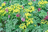 Dicentra 'Stuart Boothman' and Euphorbia cyparissias