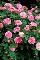 Rosa 'De Meaux', centifolia rose