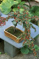 Bonsai Cotoneaster horizontalis with berries