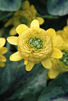 Ranunculus ficaria 'Collarette' - double flowered variety