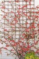 Chaenomeles trained up trellis on white wall 