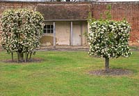 Malus trees - Apple 'James Grieve' trained as a goblet and apple 'Sunset' trained as a 'barrel', april view to porch and wall, hatton fruit garden, east malling kent