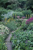 Country garden with path between mixed summer border. Aquilegia erysimum 'bowles mauve', iris achillea, helianthemum, asphodeline and geranium. Docwra's Manor