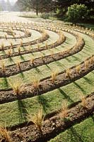 Newly planted grass maze - oryzopsis lessoniana. Cambridge university botanic gardens