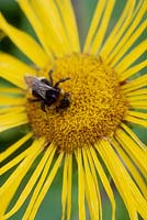 Bumble bee on Inula magnifica 