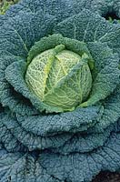 Cabbage 'Lindessa' f1 