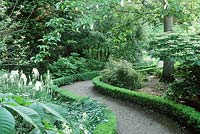 Path winding through shaded area with buxus edging, iris, erysimum, potentilla, davidia, The white garden, clare college, cambridge