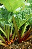Rhubarb 'Timperley Early' with mulch around stems 