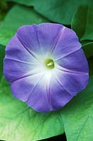 Ipomoea tricolor 'heavenly blue'