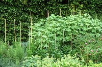 Cane support system for clump of developing delphinium plants