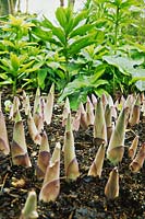 Hosta - new shoots emerging through soil
