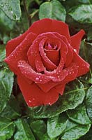 Rosa 'Korzaun', syn. Rosa 'Royal William', hybrid tea rose