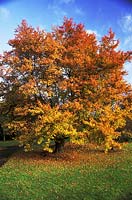 Liquidambar orientalis, mature tree showing autumn colour, December
