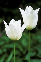 Tulipa 'White Triumphator', lily-flowered group, April