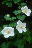 Rubus 'Benenden' syn Rubus x tridel 'Benenden', May