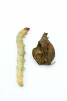 Swift moth larva and damage to snowdrop bulb - Galanthus nivalis