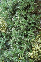 Trachelospermum jasminoides 'Variegatum' - Star jasmine, June