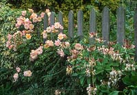 Rosa 'Phyllis Bide' and Lonicera periclymenum growing on picket fence, June