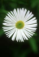 Erigeron 'Quakeress' close-up of white flower