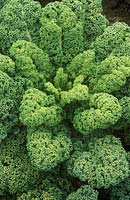 Kale 'Dwarf Green Curled' close-up of foliage. Unwins seeds ltd