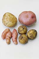 Potatoes against white background 'Maris Piper', 'Romano', 'Pink Fir Apple' 