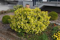 Euonymus fortunei 'Emerald'n Gold' in front garden, April, Offenburg, Germany