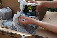 Removing plants from carboard box - order via internet, October, Stuttgart, Germany