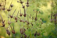 Geranium seed heads with blossoms of Alchemilla, July, Stuttgart, Germany