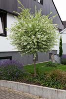 Salix integra 'Hakuro-Nishiki' in front garden, July, Schutterwald, Germany