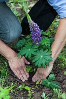 Planting Lupinus - pressing carefully on root ball, May, Stuttgart, Germany