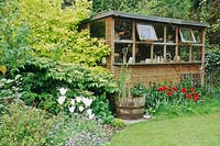 Wooden shed used as artists studio, tulipa, vinca and container pond in front, april