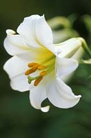 Lilium regale 'Album' - regal lily