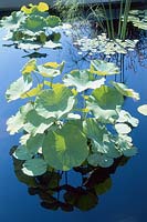 Nelumbo nucifera - lotus foliage growing in pond