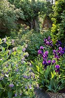 Symphytum and iris in walled garden.