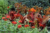 Bronze plant association with canna durban, zinnia malo, amaranthus, Eli Lily garden, Indianapolis, USA