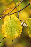Corylus avellana, close up of leaf with autumn colour and young catkins
