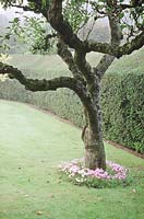 Cyclamen hederifolium underneath old malus tree in lawn with taxus hedge, October, Clare college, Cambridge