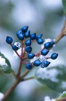 Viburnum tinus gwenllian, close up of blue black berries with snow, December