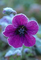 Geranium 'Ann Folkard', close up of purple flower with frost, November