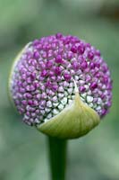 Allium globemaster - close up pink flower bud opening 