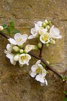 Chaenomeles speciosa nivalis - flowering quince, white flower against brick wall, March