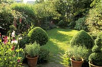 Small town garden with formal lawn leading towards 'woodland' garden - digitalis, lathyrus, buxus topiary, rosa. 