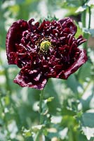 Papaver paeoniflorum 'Black Peony' - Peony-flowered Opium Poppy, P. somniferum Paeoniflorum Group 