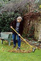 Woman sweeping and collecting autumn leaves from lawn