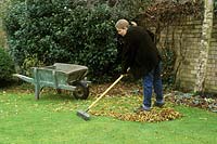 Woman sweeping and collecting autumn leaves from lawn with old fashioned wooden wheelbarrow