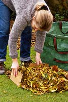 Woman collecting autumn leaves from lawn with two pieces of board as leaf grabbers before placing leaves into large green garden waste container